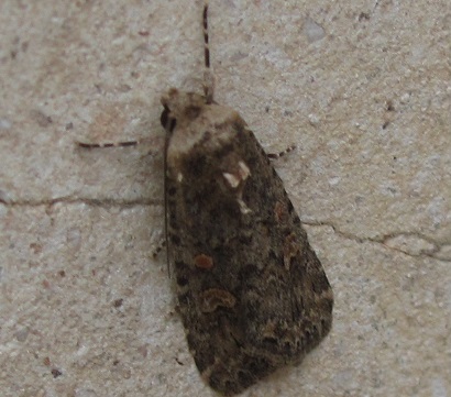 Noctuidae da ID (1) - Spodoptera exigua